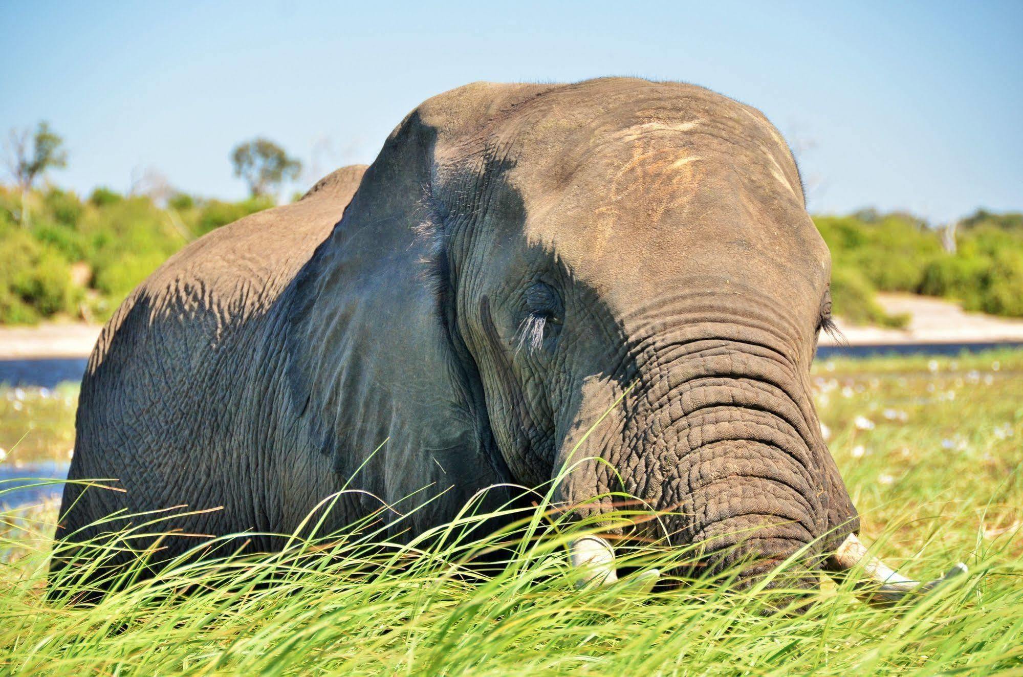 Thebe River Safaris Kasane Extérieur photo