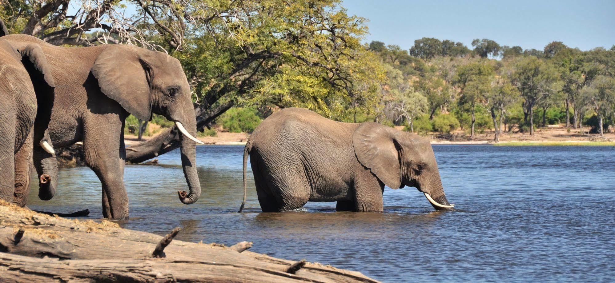 Thebe River Safaris Kasane Extérieur photo